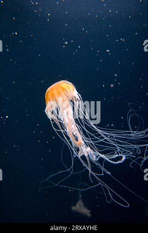 Pacific Sea Nettle (Chrysaora melanaster) Stockfoto