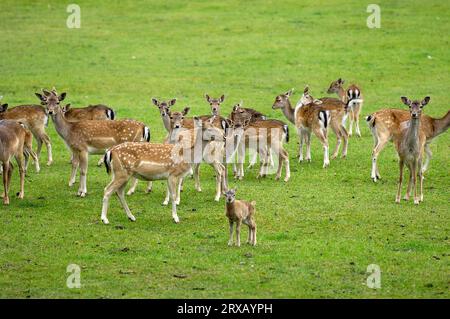 Damhirsche (Dama dama), Weibchen, Biosphärenreservat Schorfheide-Chorin, Brandenburg, Deutschland Stockfoto