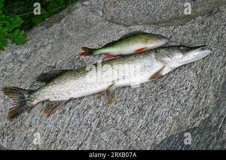 Toter Flusshecht (Esox lucius) und europäischer Barsch (Perca fluviatilis), Gedde, lösbar, Angeln Stockfoto