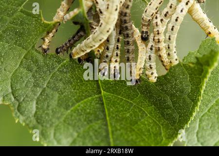 Vogelkirsche Erminen (Yponomeuta evonymella) Larven fressen Stockfoto