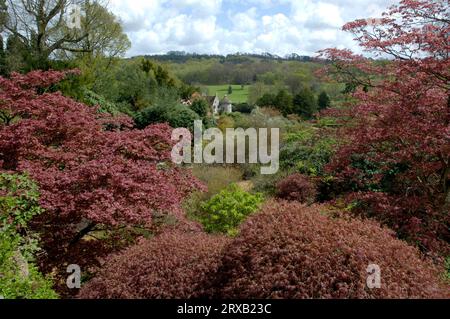 Smooth Japanese Maple (Acer palmatum) „Garnet“, Scotney Castle, England, Vereinigtes Königreich Stockfoto