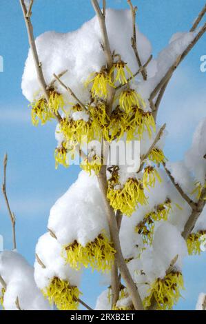 Hamamelis, Arnold versprechen Abwechslung, Zweig mit Schnee (Hamamelis intermedia) Stockfoto