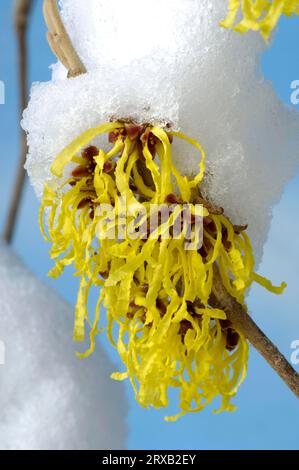 Hamamelis „Arnold Promise“, Zweig mit Schnee (Hamamelis intermedia) Stockfoto