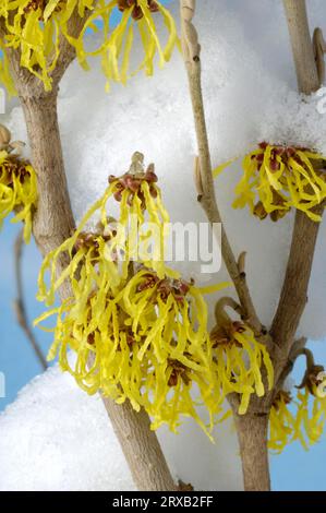 Hamamelis „Arnold Promise“, Zweig mit Schnee (Hamamelis intermedia) Stockfoto