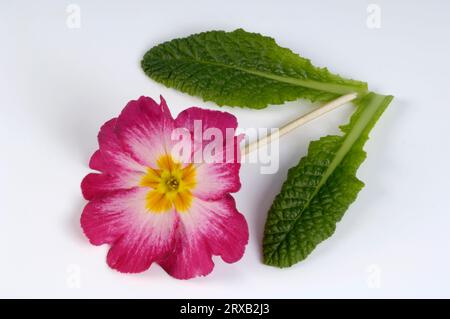 Deutsche Nachtkerze (Primula obconica) Stockfoto