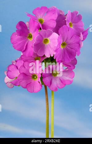 Deutsche Nachtkerze (Primula obconica) Stockfoto