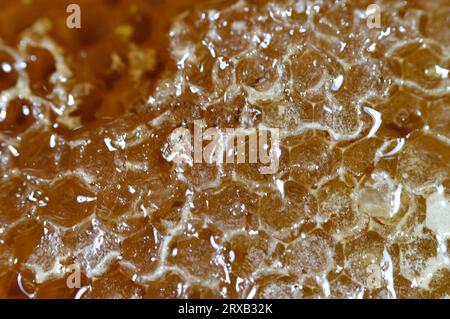 Sechseckige Wabenzellen mit Honig, die die Eier der Bienenkönigin halten und den Pollen und Honig speichern, den die Arbeiterbienen in den Bienenstock bringen, Masse von prismati Stockfoto