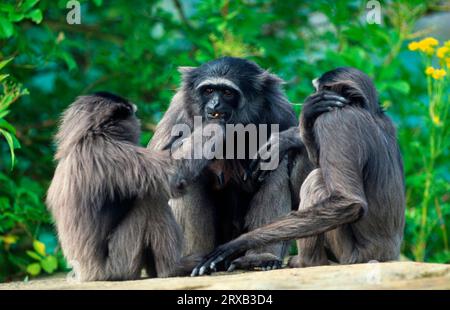 Mueller's Gibbons (Hylobates muelleri) Stockfoto