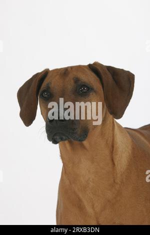 Rhodesian Ridgeback, auch bekannt als afrikanischer Löwenhund Stockfoto