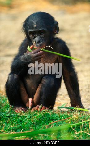 Junger Bonobo, Zwergschimpanse (Pan paniscus) Stockfoto