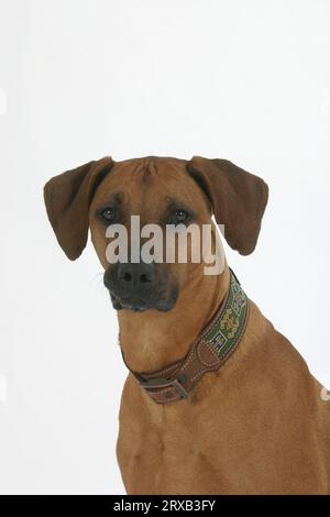 Rhodesian Ridgeback, auch bekannt als afrikanischer Löwenhund Stockfoto