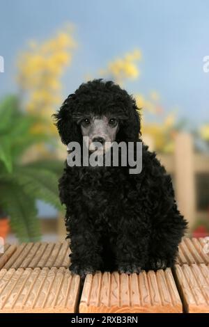 Miniaturpudel, Welpe, 9 Wochen, Silber Stockfoto
