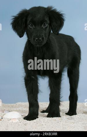 Flach beschichteter Retriever, Welpe, 12 Wochen Stockfoto