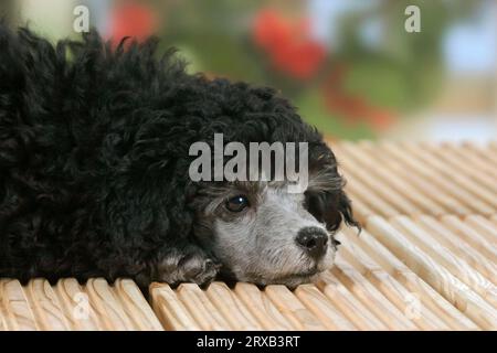 Miniaturpudel, Welpe, 9 Wochen, Silber Stockfoto