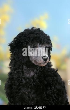 Miniaturpudel, Welpe, 9 Wochen, Silber Stockfoto