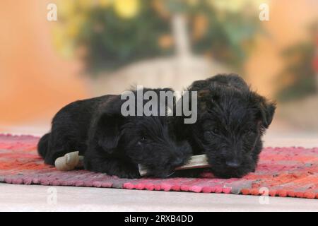 Schottischer Terrier, Welpen, 6 Wochen, Nagen an Kauknochen, schottischer Terrier, Kauspielzeug, lösbar, Lebensmittelneid Stockfoto