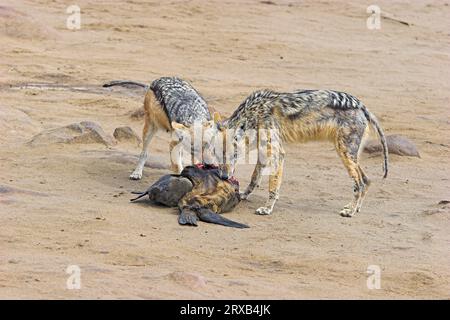 Schakale mit schwarzem Rücken (Canis mesomelas) am Kadaver des südafrikanischen Pelzrobbens (Arctocephalus pusillus), Cape Cross, Namibia Stockfoto