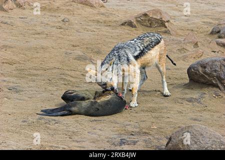 Jackal mit schwarzer Rückseite (Canis mesomelas) am Kadaver des südafrikanischen Pelzrobbens (Arctocephalus pusillus), Cape Cross, Namibia Stockfoto