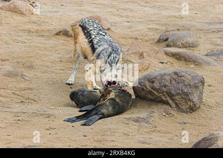 Jackal mit schwarzer Rückseite (Canis mesomelas) am Kadaver des südafrikanischen Pelzrobbens (Arctocephalus pusillus), Cape Cross, Namibia Stockfoto