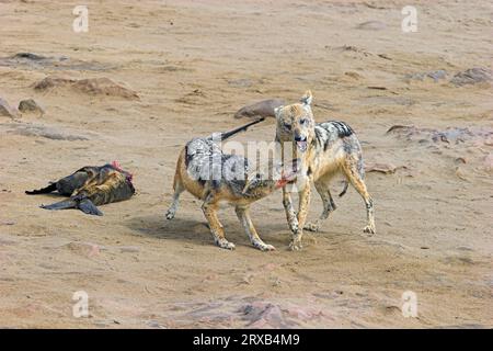 Schakale mit schwarzem Rücken (Canis mesomelas) am Kadaver des südafrikanischen Pelzsiegels, Cape Cross, Namibia Stockfoto