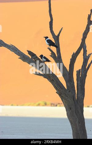 Rattenkrähen (Corvus albus) auf totem Baum, Dead Vlei, Namib Naukluft Nationalpark, Namibia Stockfoto