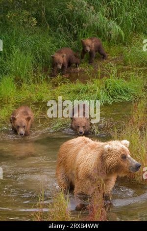 Alaska Braunbären (Ursus arctos), Weibchen mit Jungen, Katmai National Park, Alaska, Alaska, Alaska Braunbär, USA Stockfoto