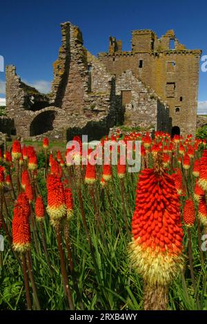 Fackellilien vor den Ruinen von Dunnottar Castle, Schottland (Kniphofia) Stockfoto