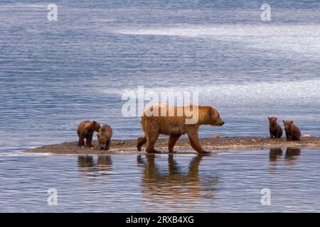 Alaska Braunbären (Ursus arctos), Weibchen mit Jungen, Katmai National Park, Alaska, Alaska, Alaska Braunbär, USA Stockfoto