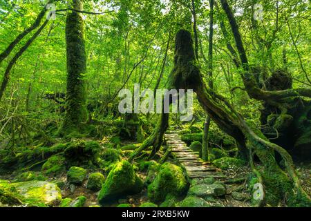 Waldweg unter Zedernholz auf Kagoshima Island, Japan Stockfoto