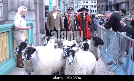 Richard Corrigan (links) fährt Schafe über die Southwark Bridge, London, im 10th London Sheep Drive. Als Freeman of the City of London hat der dreimalige Gewinner von Great British Menu das historische Recht, seine Schafe gebührenfrei über die Themse zu fahren und dabei die Spuren der alten Handelswege Londons zu verfolgen. Bilddatum: Sonntag, 24. September 2023. Stockfoto