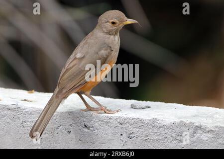 Rufous-Bellied-Soor (Turdus rufiventris) auf einer Mauer in einem städtischen Gebiet Stockfoto