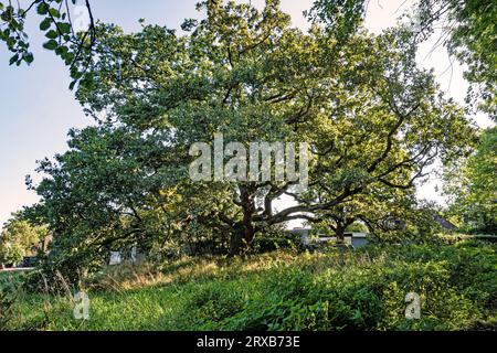 Jahrhunderte alte Eiche in einer grünen Parklandschaft in Bad Harzburg Stockfoto