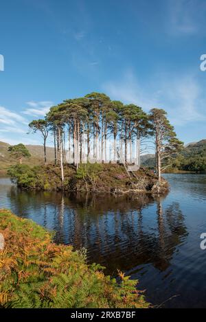 Eilean Na Moine, auf Loch Eilt, dem angeblichen Ort von Albus Dumbledores Grab, Lochaber, Schottland, Großbritannien Stockfoto