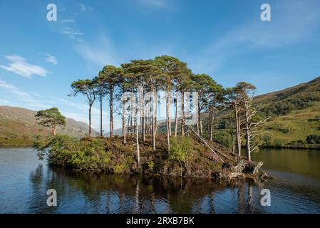 Eilean Na Moine, auf Loch Eilt, dem angeblichen Ort von Albus Dumbledores Grab, Lochaber, Schottland, Großbritannien Stockfoto