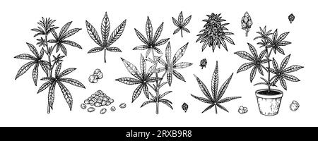 Cannabispflanze, Zweige, Blätter und Samen. Set mit handgezeichneten Marihuana-Designelementen. Vektorillustration im Skizzenstil Stock Vektor