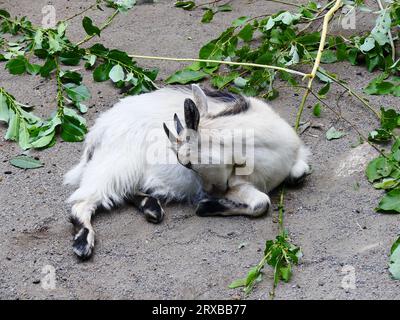 Ziegenkind im Zoo Stockfoto