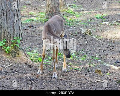 Rentierkalb im Zoo Stockfoto