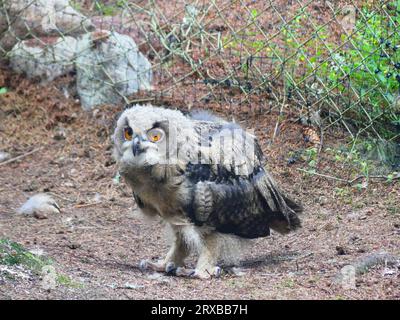 Junge Uhu im Zoo Stockfoto
