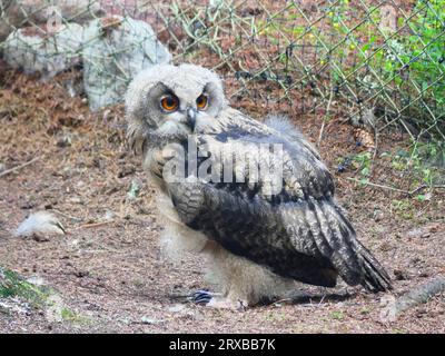 Junge Uhu im Zoo Stockfoto