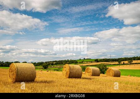 Ein Blick auf die großen Rundballen in einem Feld in der Nähe des Dorfes Newmilns in East Ayrshire zur Erntezeit. Stockfoto