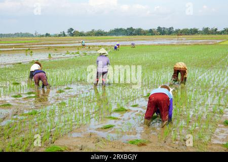 Ein Bauer pflanzt junge Reissamen, indem er rückwärts auf einem matschigen und fruchtbaren Reisfeld läuft. Viele Landwirte arbeiten in Gruppen zusammen. Stockfoto