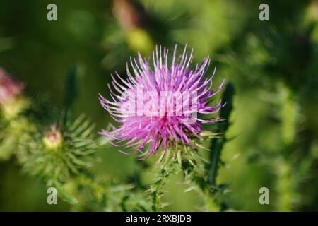 Rosa Blume der Kriechdistel Stockfoto