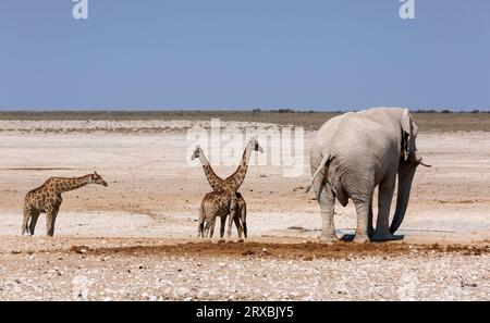 Afrikanische Elefanten und Giraffen im Nationalpark. Afrikanische Safari. Bannerformat. Stockfoto