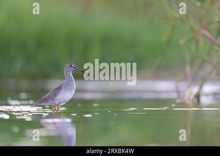 Watvögel oder Kurzvögel, der gewöhnliche Rotschaft oder Rotschaft (Tringa totanus). Abruzzen, Italien. Stockfoto