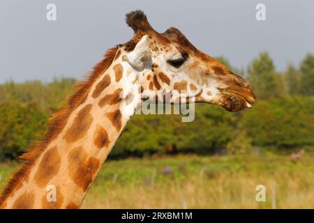 Giraffen-Kopfschuss bei Parc Safari. Saint-Bernard-de-Lacolle, Québec, Kanada Stockfoto