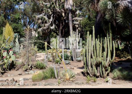 Arizona Garden, Stanford University, Kalifornien Stockfoto