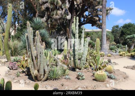 Arizona Garden, Stanford University, Kalifornien Stockfoto