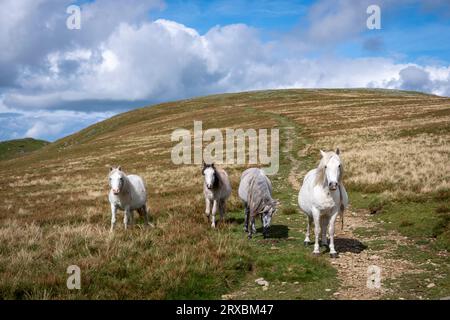 Die Carneddau Ponys, Snowdonia, Nordwales Stockfoto