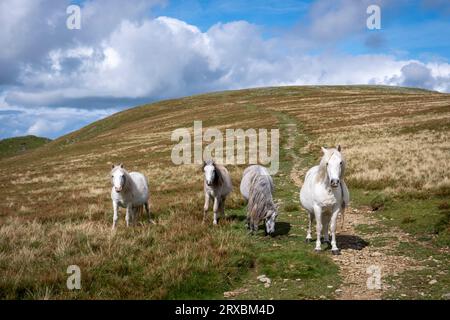 Die Carneddau Ponys, Snowdonia, Nordwales Stockfoto