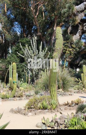 Arizona Garden, Stanford University, Kalifornien Stockfoto